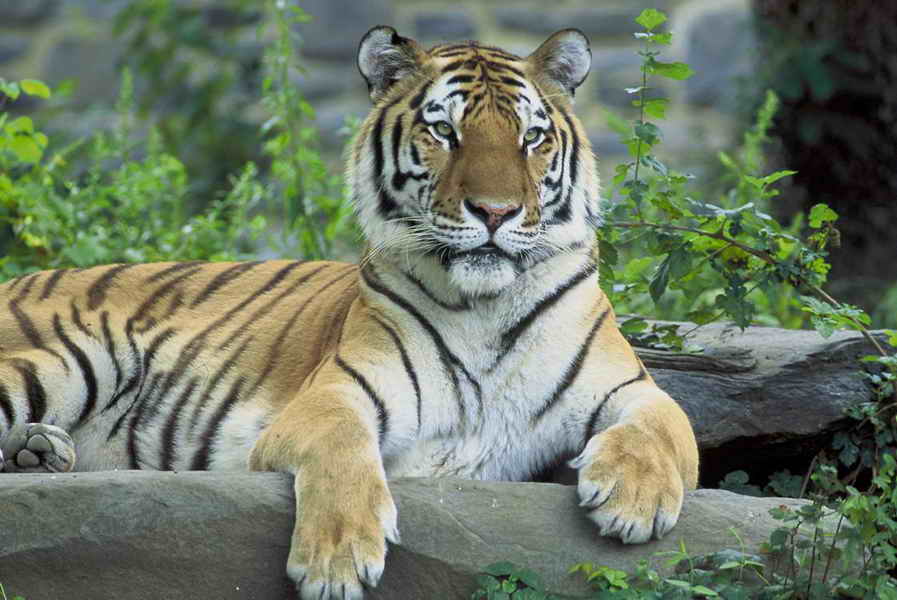 Tiger, Siberian - Hollingsworth, John and Karen - USFWS.JPG